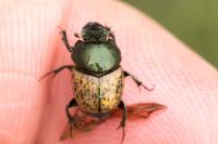 Onthophagus
