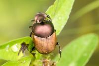 Onthophagus coenobita