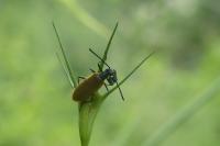 Lagria hirta