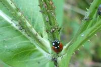 Coccinella septempunctata