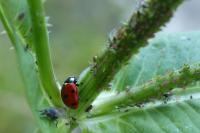 Coccinella septempunctata