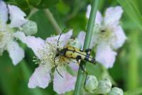 Rutpela maculata