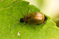 Lochmaea capreae