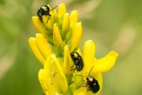 Cryptocephalus