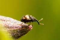 Nanophyes marmoratus