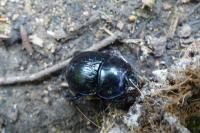 Anoplotrupes stercorosus
