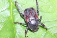 Hoplia philanthus