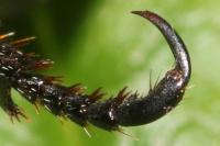 Hoplia philanthus