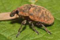 Larinus obtusus