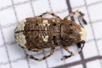 Platystomos albinus