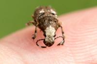 Platystomos albinus