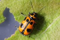 Cryptocephalus sexpunctatus