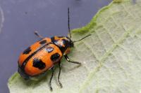Cryptocephalus sexpunctatus