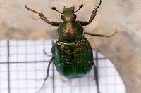 Gnorimus nobilis