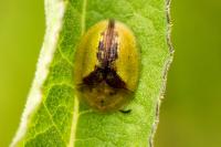 Cassida vibex