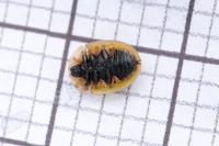 Cassida vibex
