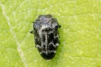 Trachys minutus