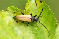 Stictoleptura rubra