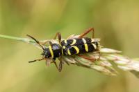 Clytus arietis