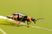 Axinotarsus ruficollis