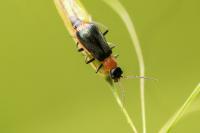 Axinotarsus ruficollis