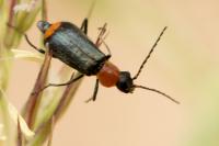 Axinotarsus ruficollis