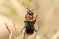 Axinotarsus ruficollis