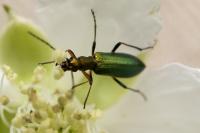 Chrysanthia geniculata