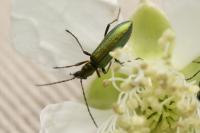 Chrysanthia geniculata