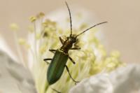 Chrysanthia geniculata