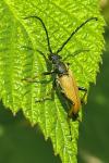 Stictoleptura rubra