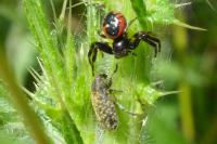 Rhinocyllus conicus