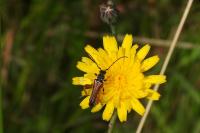 Stenopterus rufus