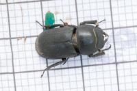 Dorcus parallelipipedus