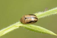 Gonioctena olivacea