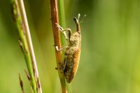 Lixus