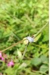 Hoplia coerulea