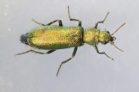 Psilothrix viridicoerulea