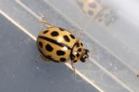 Tytthaspis sedecimpunctata