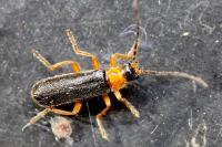 Cantharis flavilabris