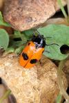 Clytra laeviuscula
