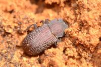 Bolitophagus reticulatus