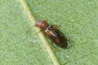 Lissodema denticolle