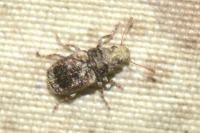 Pseudeuparius sepicola