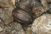 Carabus granulatus
