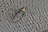 Agrilus
