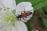 Stenurella bifasciata