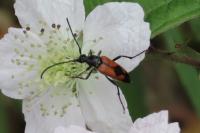 Stenurella bifasciata