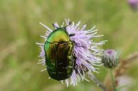 Cetonia aurata