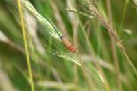 Rhagonycha fulva